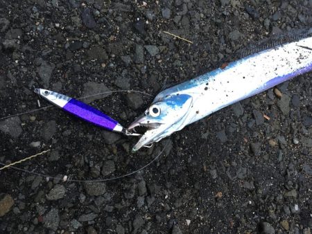 タチウオからのサゴシ